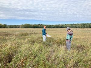 Out in the marsh