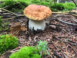 Boletus edulis